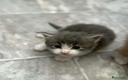 Maine Coon cats for sale: TICA Pedigree Maine Coon Kittens  - Image 11