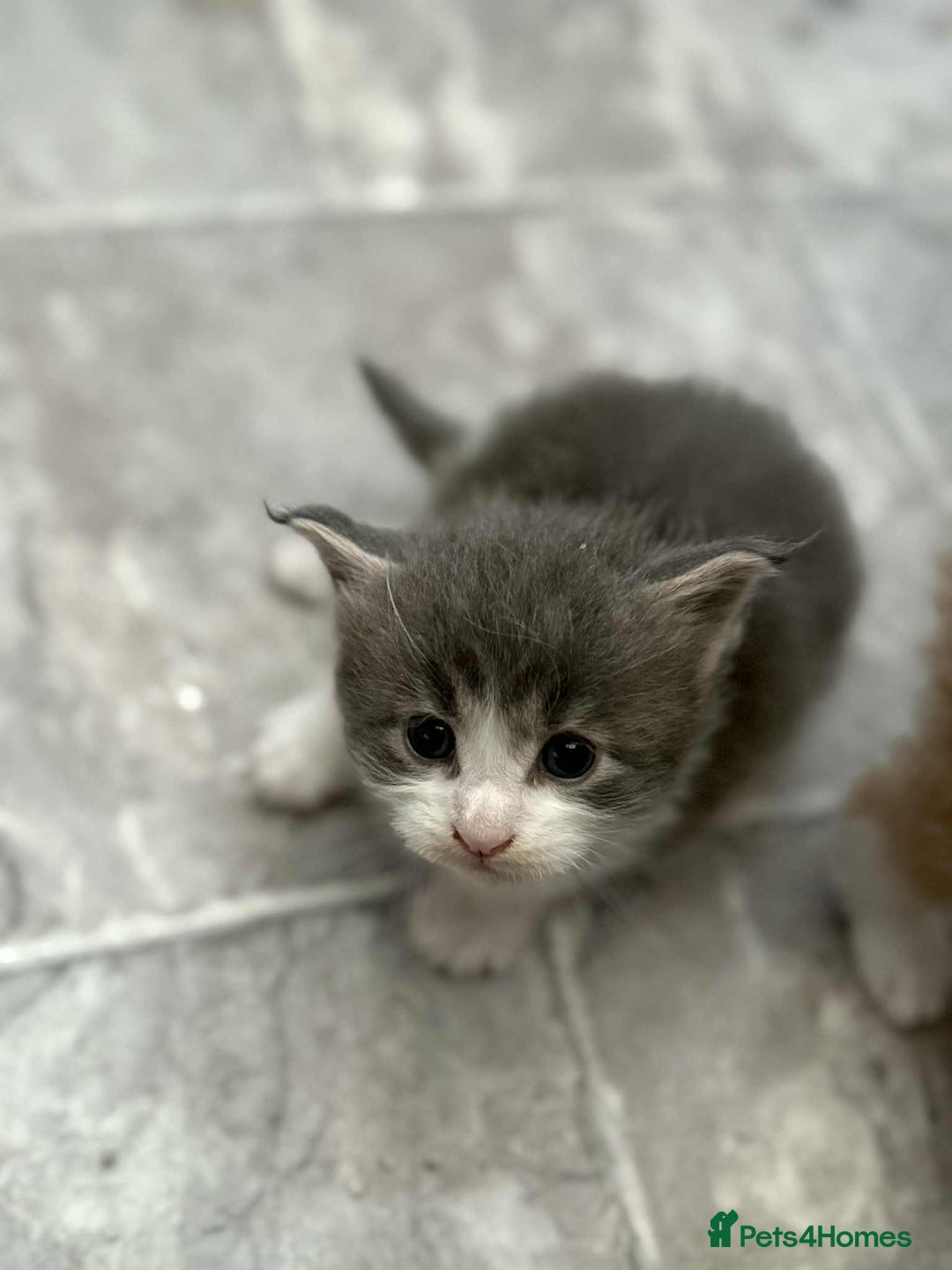 Maine Coon cats for sale: TICA Pedigree Maine Coon Kittens  - Image 11