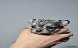 Chihuahua dogs for sale: Male Puppy Long haired Fawn and Sable Chihuahuas  - Advert 14