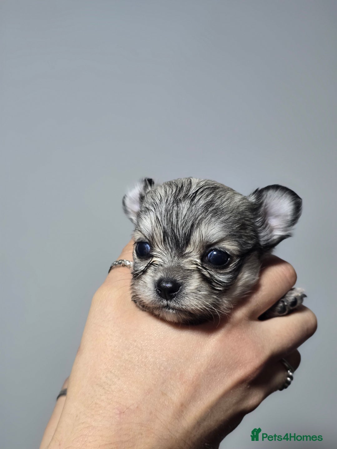 Chihuahua dogs for sale: Male Puppy Long haired Fawn and Sable Chihuahuas  - Advert 14