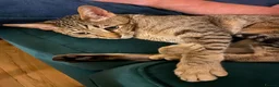 Savannah cats for sale: Loving Male Savannah Cat F4 - Advert 4