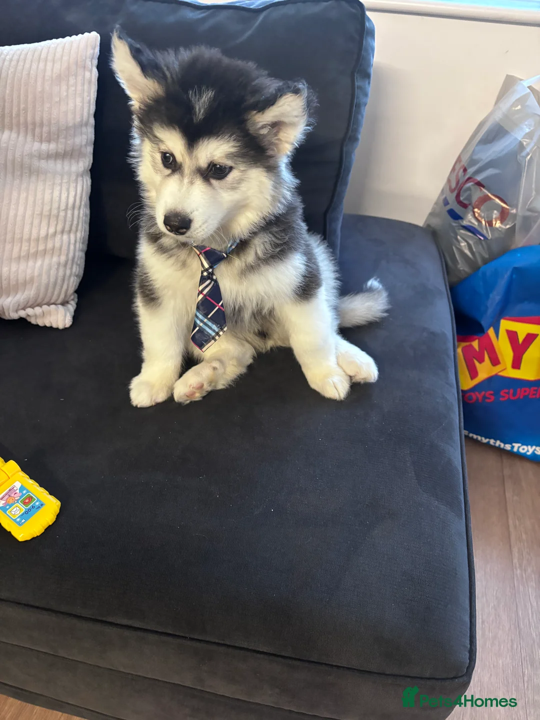 Siberian Husky dogs for sale: Pedigree Siberian husky for sale  - Advert 4