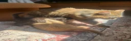 Maine Coon cats for sale: Main Coon Cross kittens in Halesworth - Advert 4