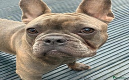 French Bulldog dogs for sale: French bulldog free to a good home  - Image 2