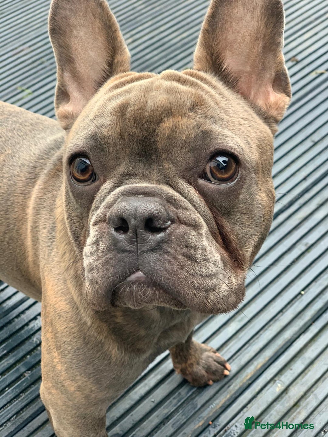 French Bulldog dogs for sale: French bulldog free to a good home  - Image 2