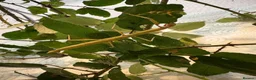 Stick Insects invertebrates for sale: Indian Stick Insect Eggs  in Hereford - Advert 2