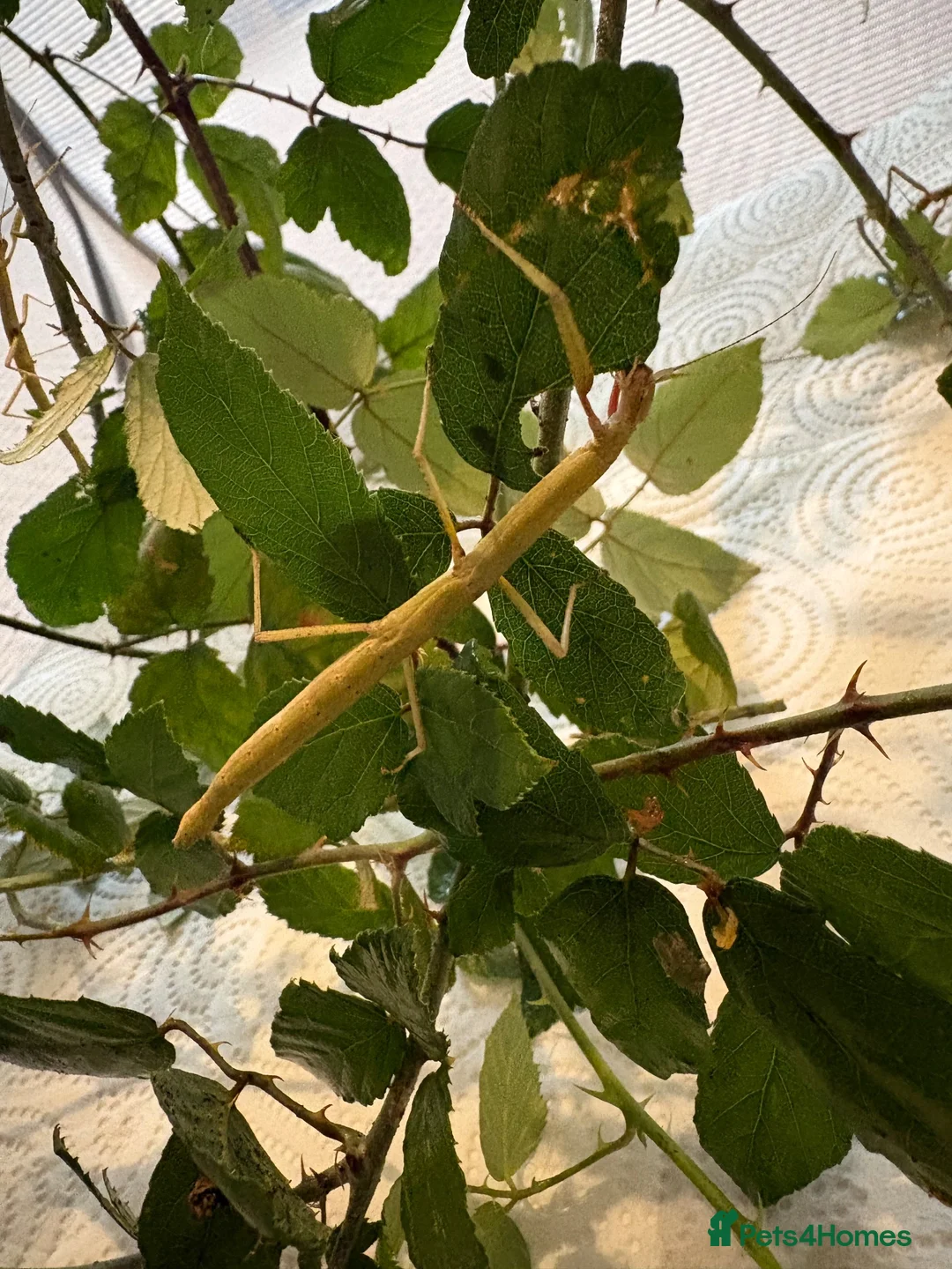 Stick Insects invertebrates for sale: Indian Stick Insect Eggs  in Hereford - Advert 2