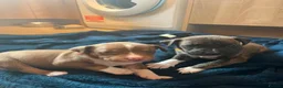 Mixed Breed dogs for sale: 6 puppies for sale, 5 males, 1 female in Dukinfield - Advert 10