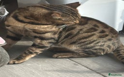 Mixed Breed cats for sale: Bengal cross Kittens  - Image 2