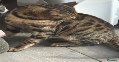 Mixed Breed cats Gorgeous Bengal cross Kittens  - Advert 1