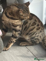 Mixed Breed cats Gorgeous Bengal cross Kittens - Advert 3