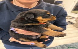 Rottweiler dogs for sale: Rottweiler puppies  - Image 15