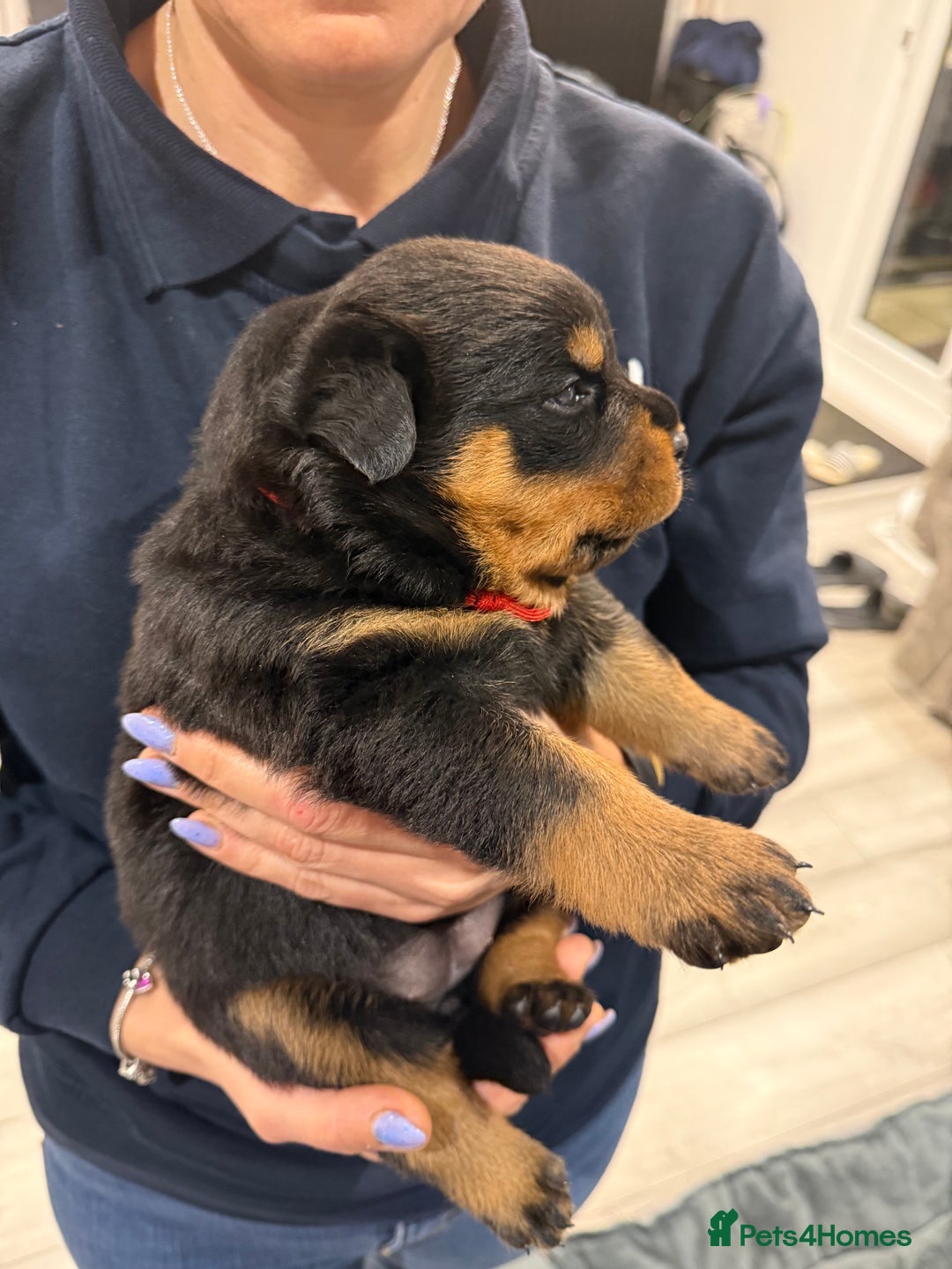 Rottweiler dogs for sale: Rottweiler puppies  - Image 15