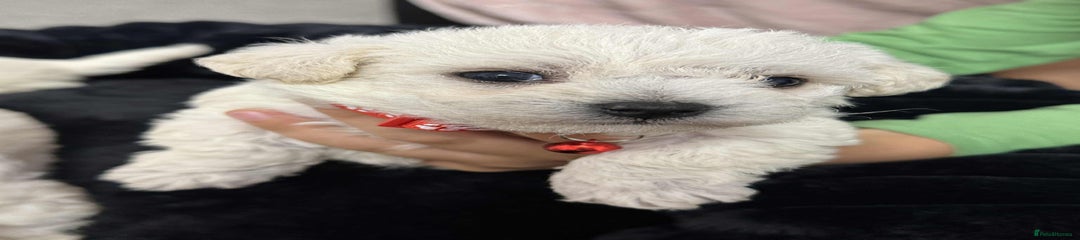 Bichon Frise Puppy 3