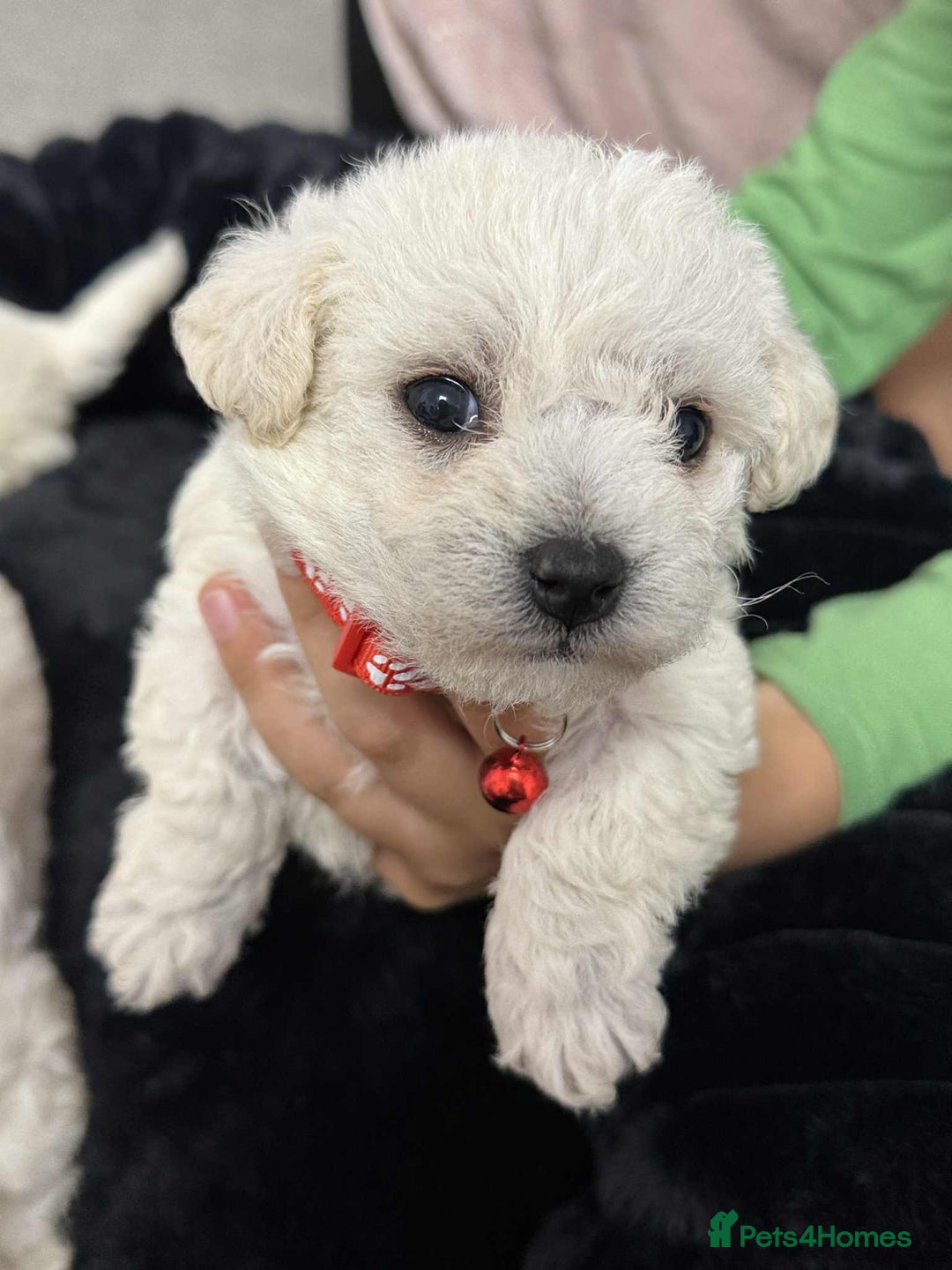 Bichon Frise dogs for sale: Adorable Bichon Frisée Puppies for sale  - Image 16