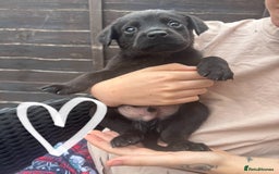 Mixed Breed dogs for sale: Last little girl! Reduced! - Image 6
