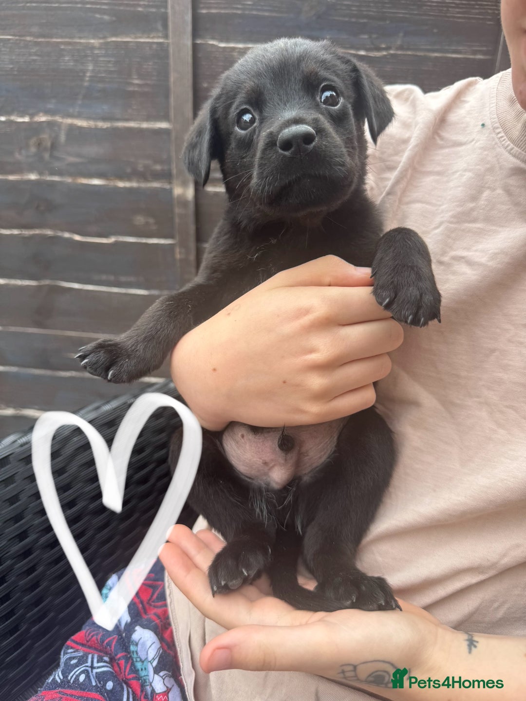 Mixed Breed dogs for sale: Last little girl! Reduced! - Image 6