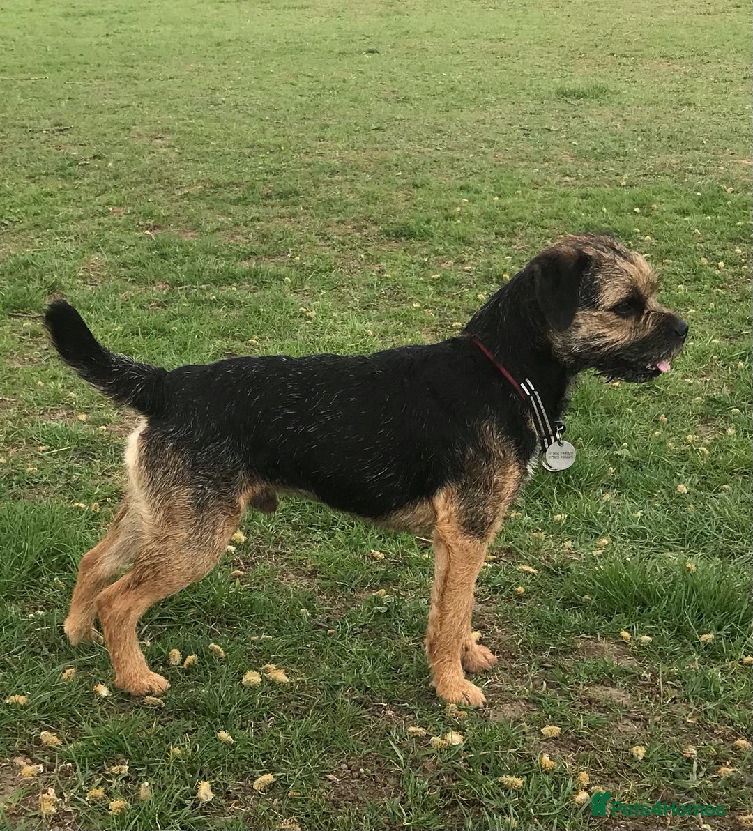 Border Terrier dogs for stud: Handsome proven stud - Advert 3