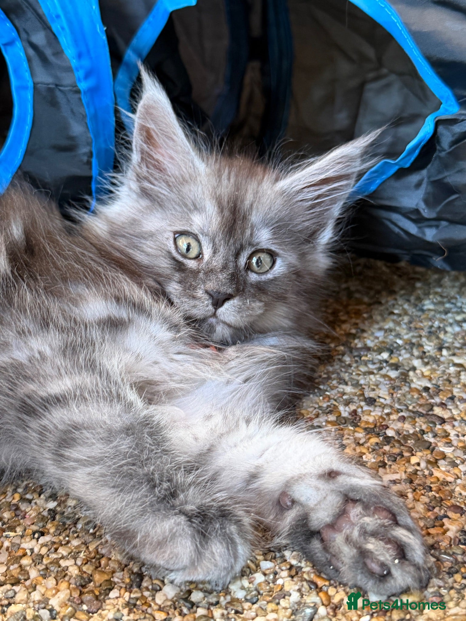 Maine Coon cats GCCF reg Maine coon kittens from a shaded line - Advert 1