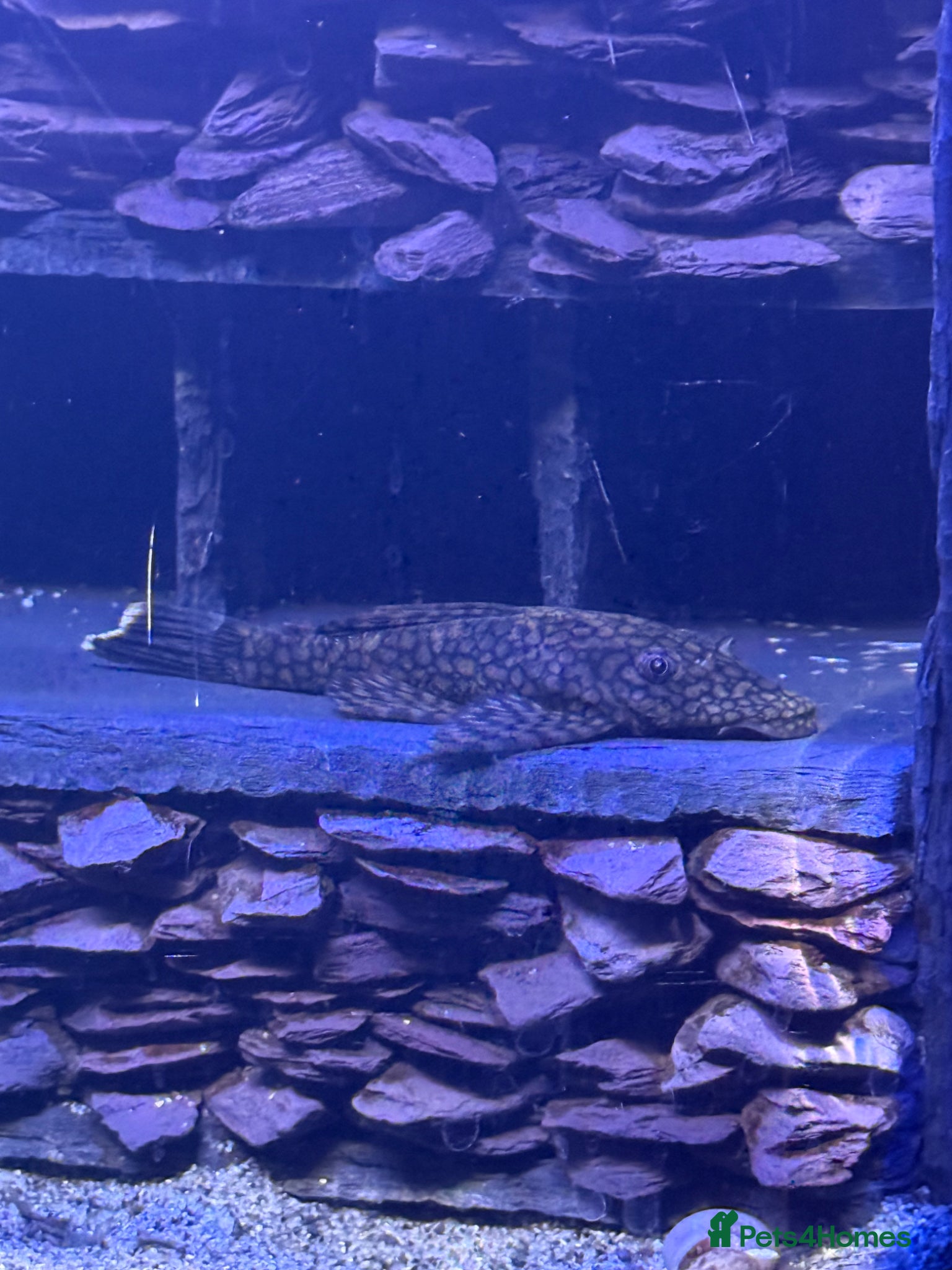 Plecos fish 3 x Breeding Wabenmuster Plecos (1m 2f) - Advert 17