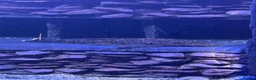 Plecos fish for sale: 3 x Breeding Wabenmuster Plecos (1m 2f) - Advert 1