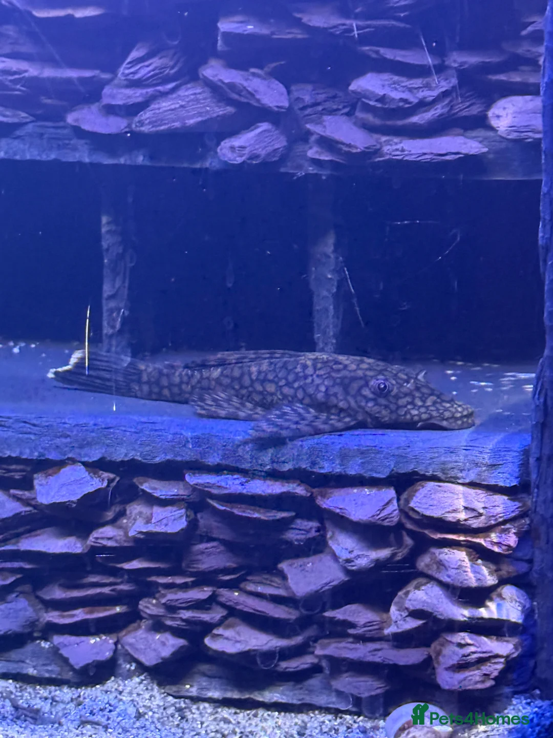 Plecos fish for sale: 3 x Breeding Wabenmuster Plecos (1m 2f) - Advert 1