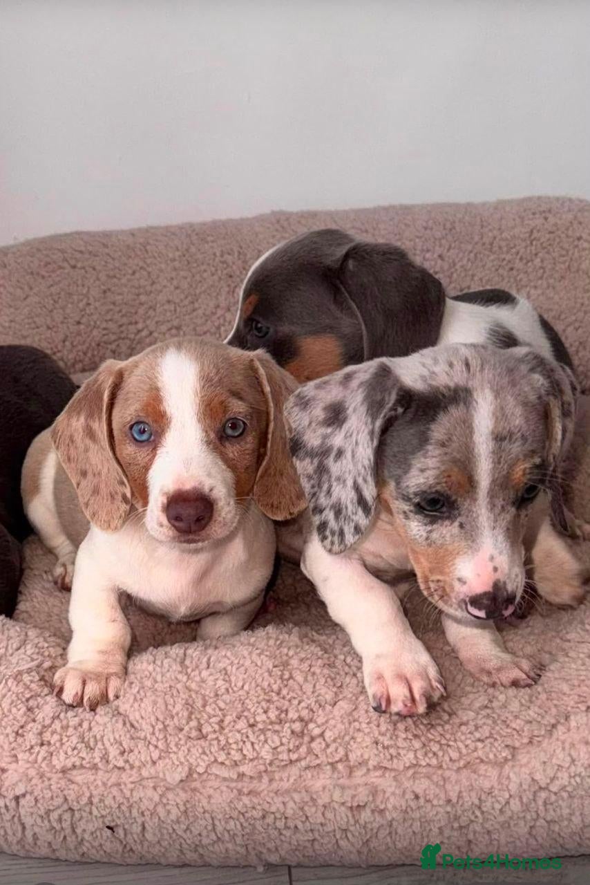 Miniature Dachshund dogs lovely miniature dachshund puppies for sale - Advert 1