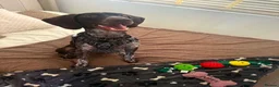 German Shorthaired Pointer dogs for sale: Poppy - Advert 2