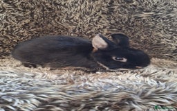 Netherland Dwarf rabbits for sale: Pure Netherland Dwarf Baby Bunnies - Image 17