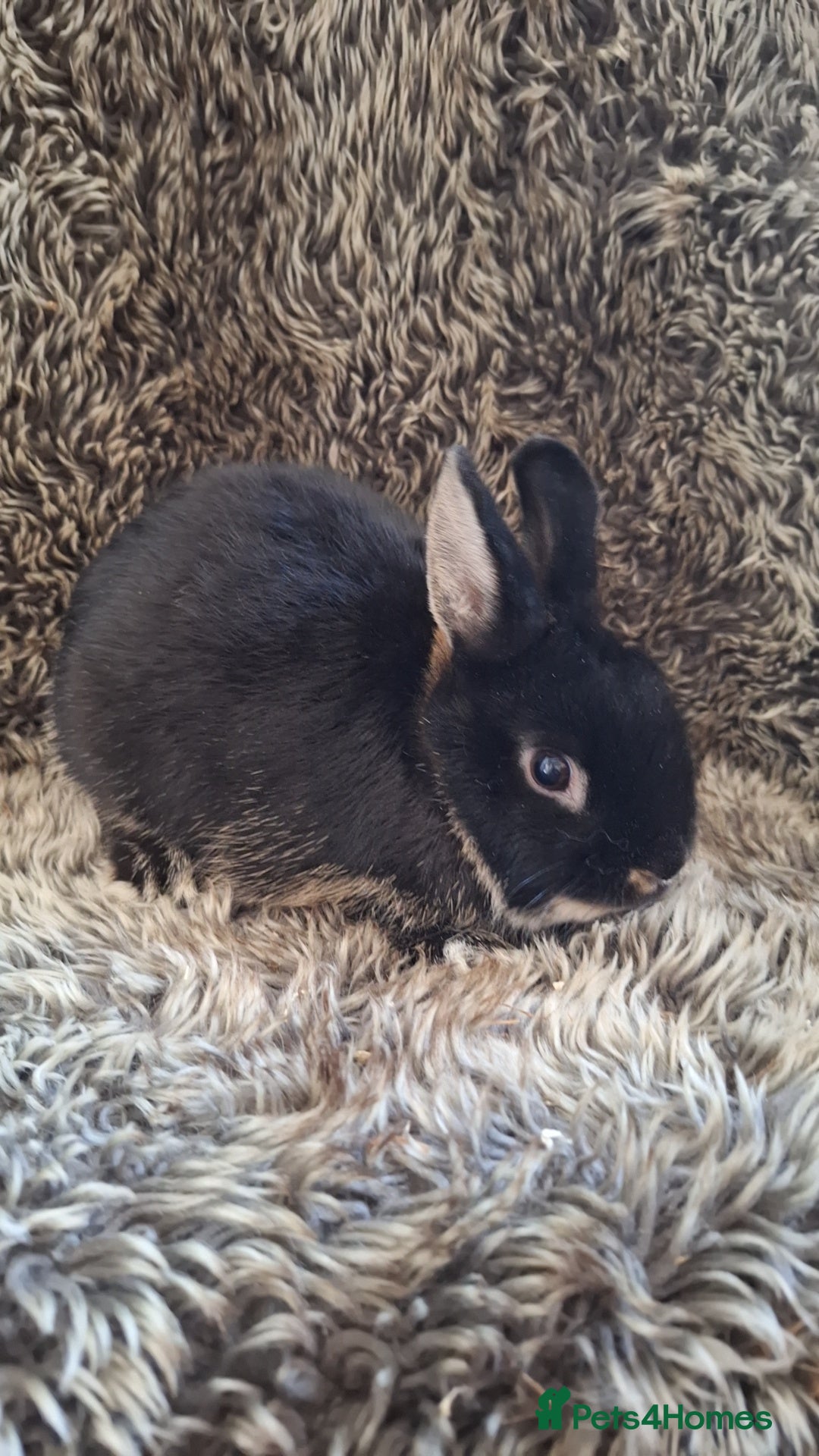 Netherland Dwarf rabbits for sale: Pure Netherland Dwarf Baby Bunnies - Image 17