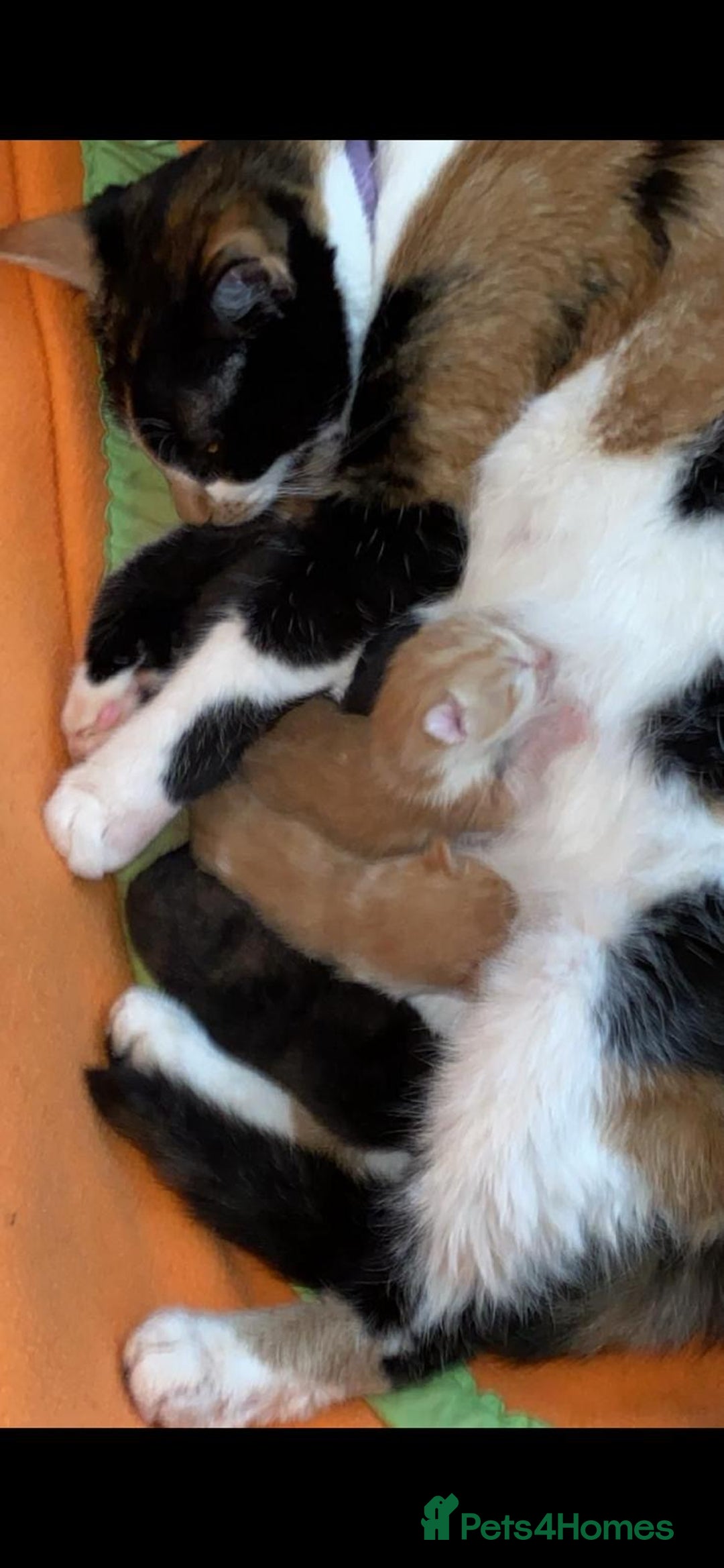 Mixed Breed cats for sale: 3 Male kittens  - Image 14