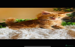 Maine Coon cats for sale: Beautiful GCCF Maine Coon kittens - Advert 1