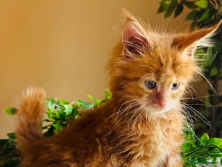 Maine Coon cats Beautiful pure breed Maine Coon kittens - Advert 1
