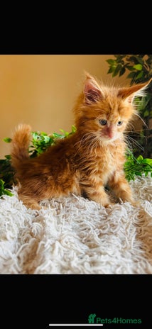 Maine Coon cats Beautiful GCCF Maine Coon kittens - Advert 4