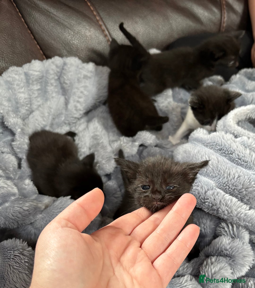 Mixed Breed cats for sale: Kittens ******  - Image 2