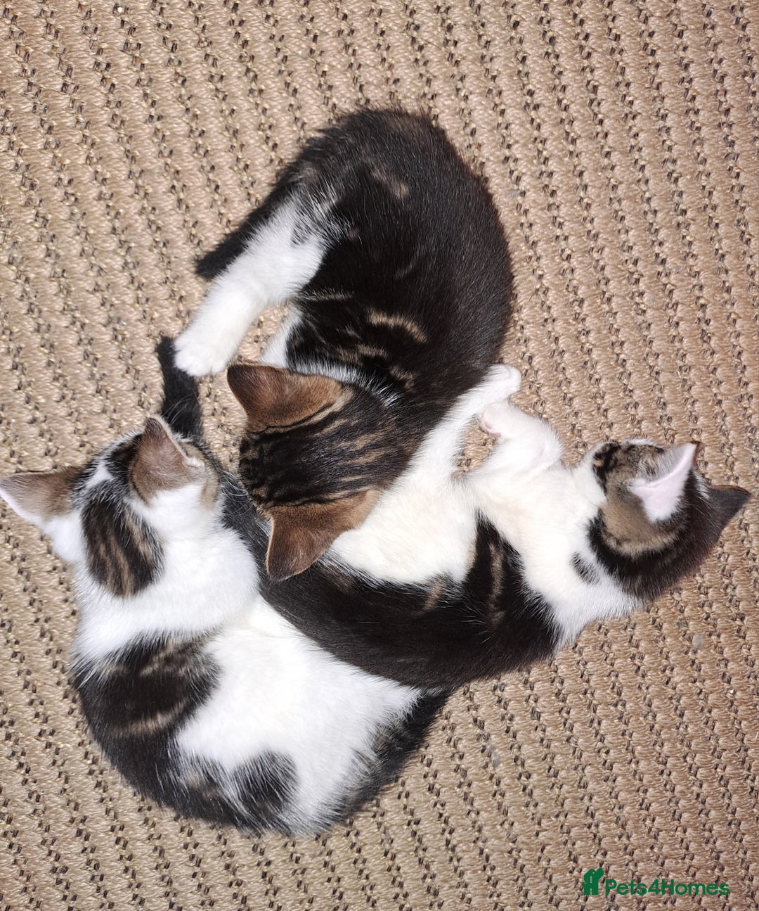 Domestic Shorthair cats for sale: 3 gorgeous kittens for sale - Advert 3
