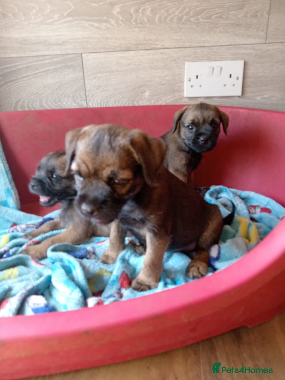 Border Terrier dogs for sale: Border Terrier girls available  - Image 2