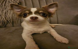 Chihuahua dogs for sale: Chihuahua Puppies–Stunning Colours–Ready for Homes - Image 7