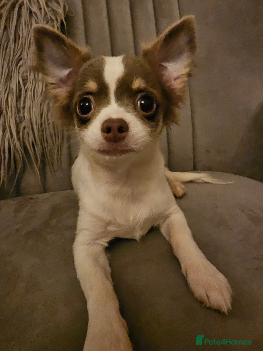 Chihuahua dogs for sale: Chihuahua Puppies–Stunning Colours–Ready for Homes - Image 7