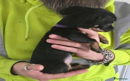 Mixed Breed dogs for sale: 5 beautiful Chiweenie puppies for Sale  - Image 19