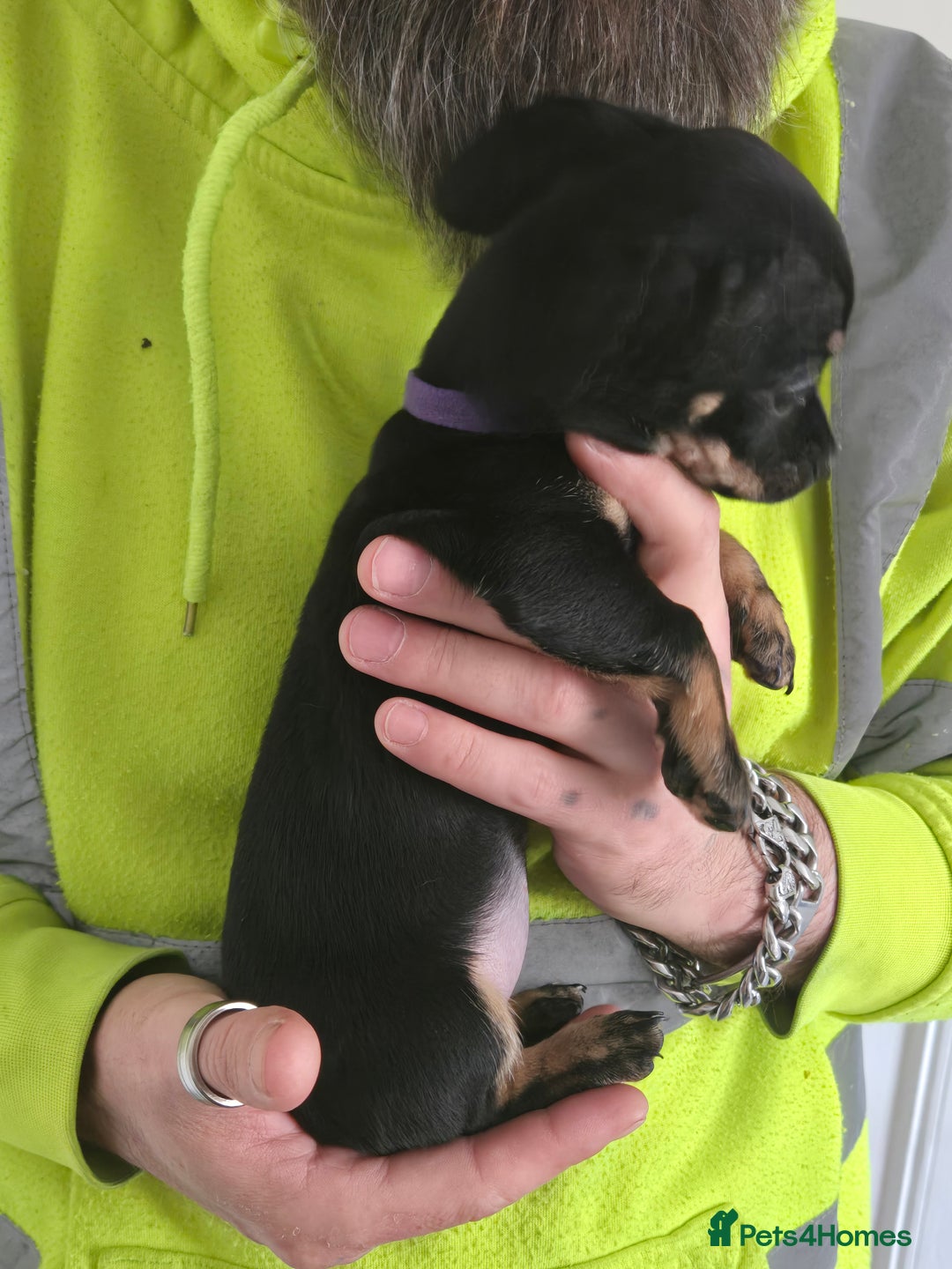 Mixed Breed dogs for sale: 5 beautiful Chiweenie puppies for Sale  - Image 19