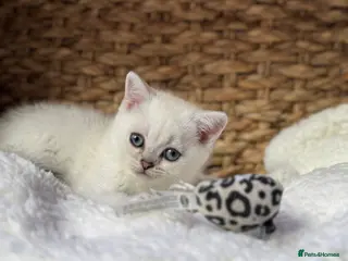 Scottish Fold cats READY NOW! - Scottish Folds/straights white - Advert 13