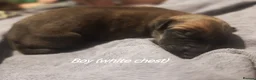Lurcher dogs for sale: Stunning lurcher puppies in Glasgow - Advert 4