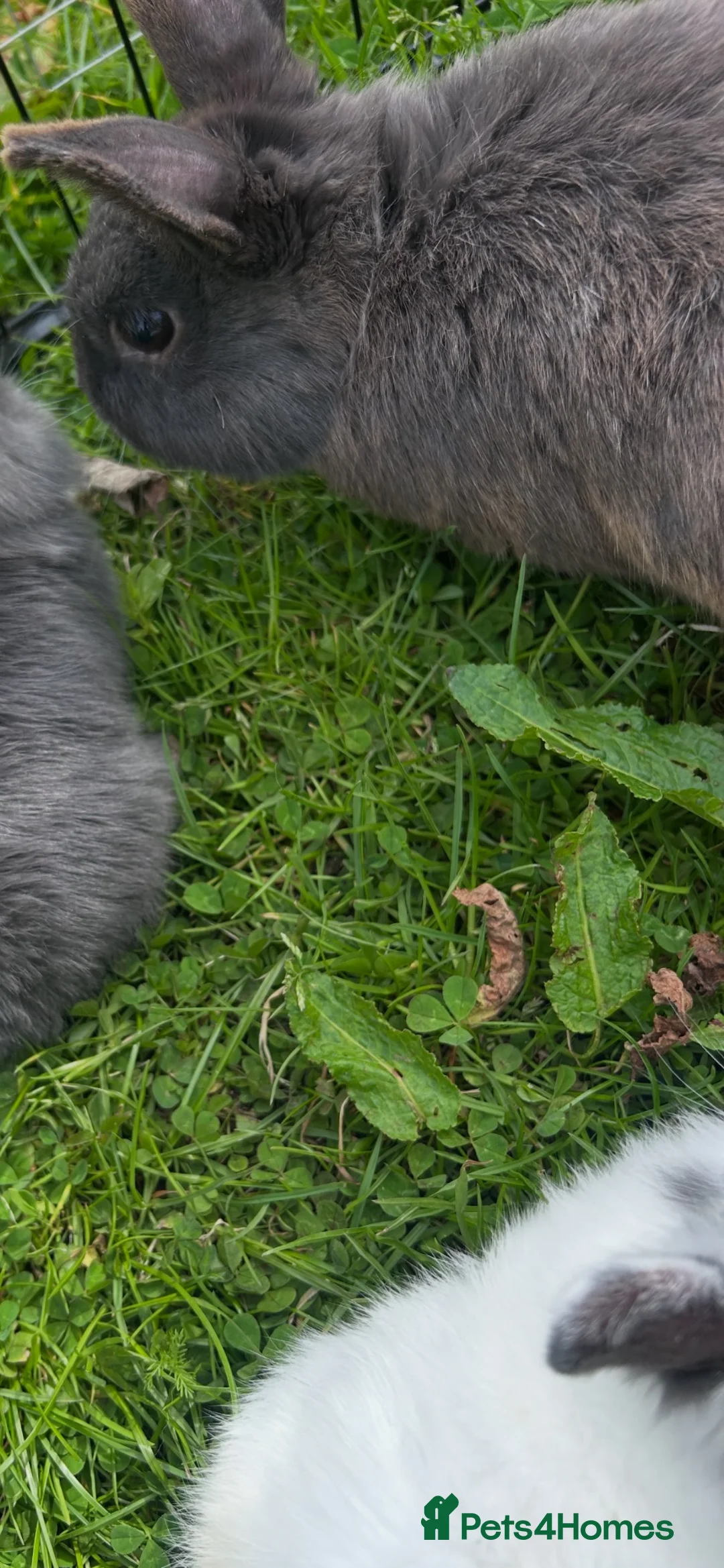 Lionhead rabbits for sale: 2 baby boys  - Advert 7