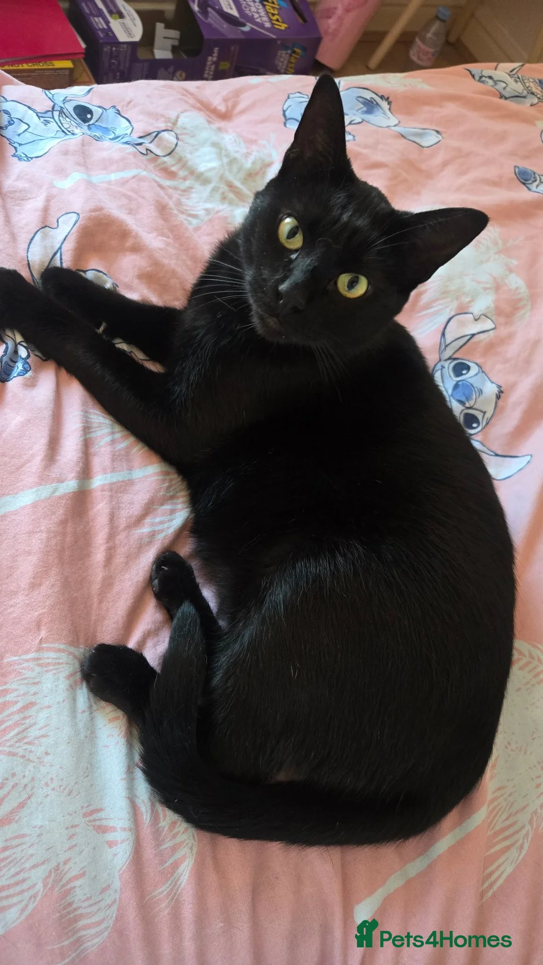 Domestic Shorthair cats for sale: 3 year old Bulgarian cat in Manchester - Advert 2