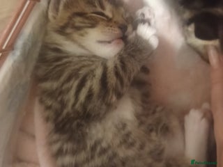 Bengal cats Gorgeous litter of half bengal babies - Advert 6