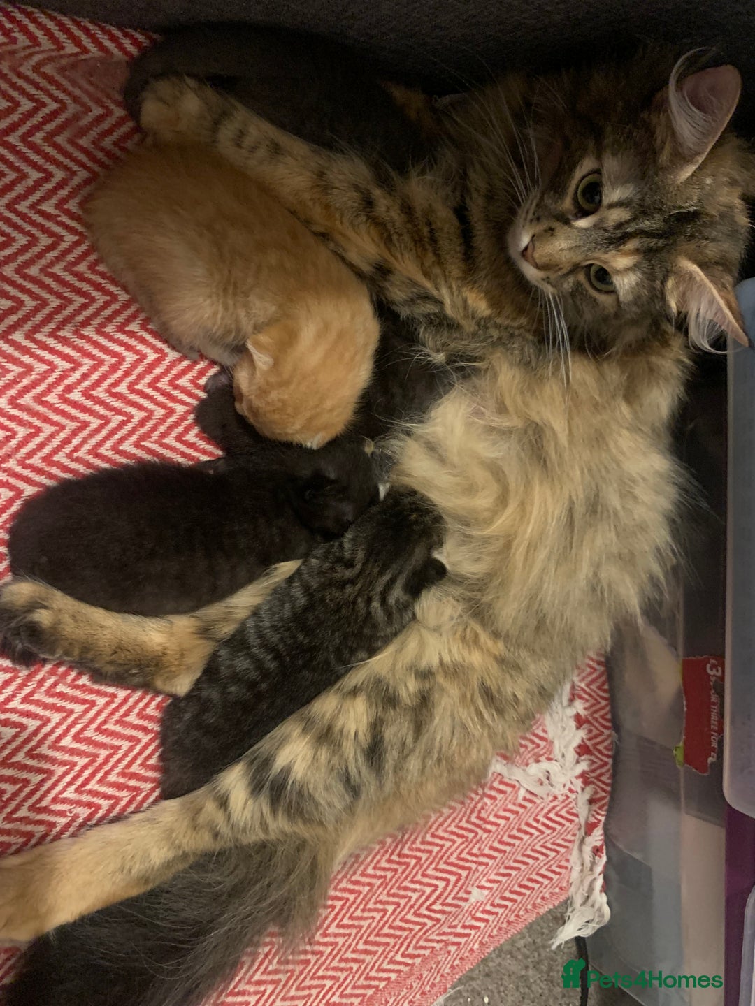 British Longhair cats for sale: 5 adorable male kittens - Image 17