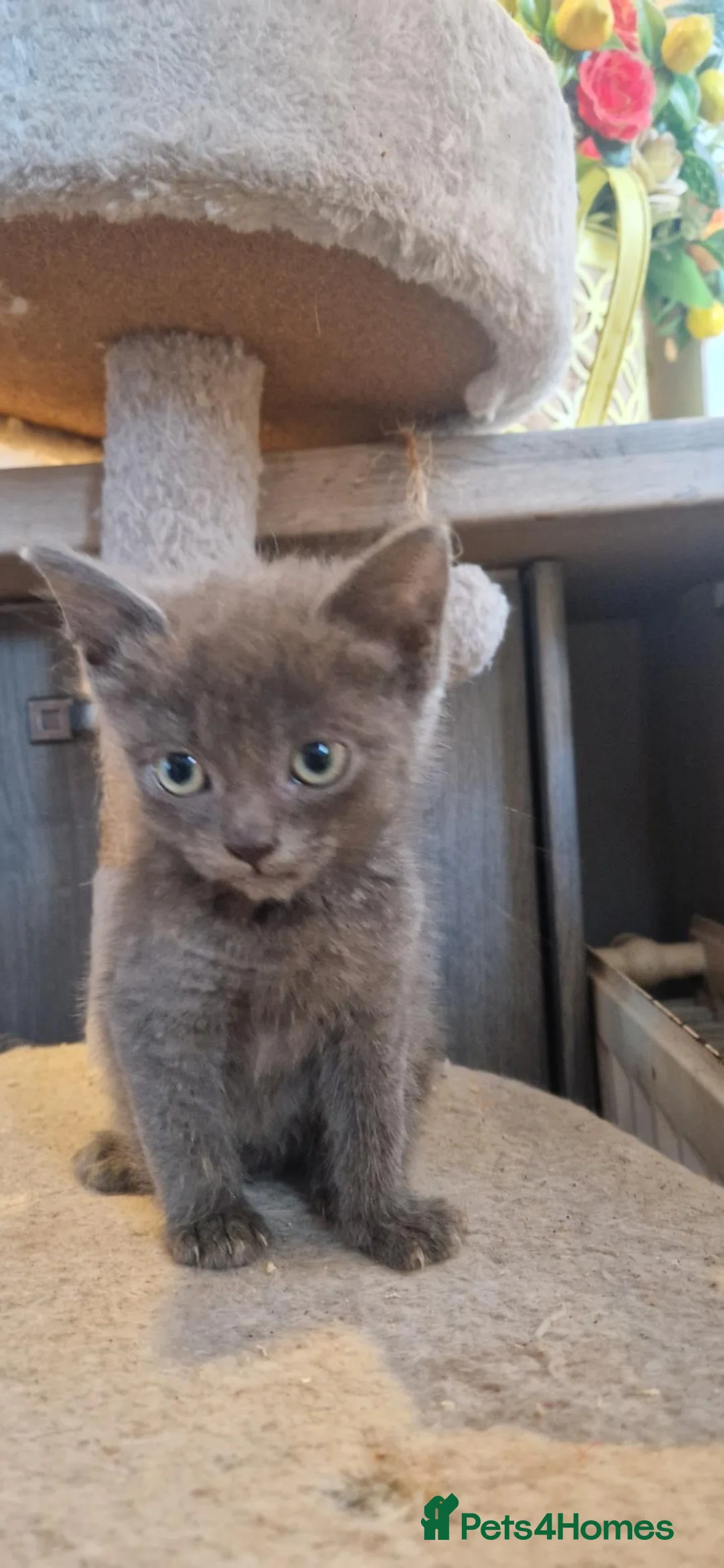 Mixed Breed cats for sale: Ragdoll cross ready now - Advert 1