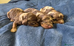 Cockapoo dogs for sale: Cockapoo puppies - Image 18