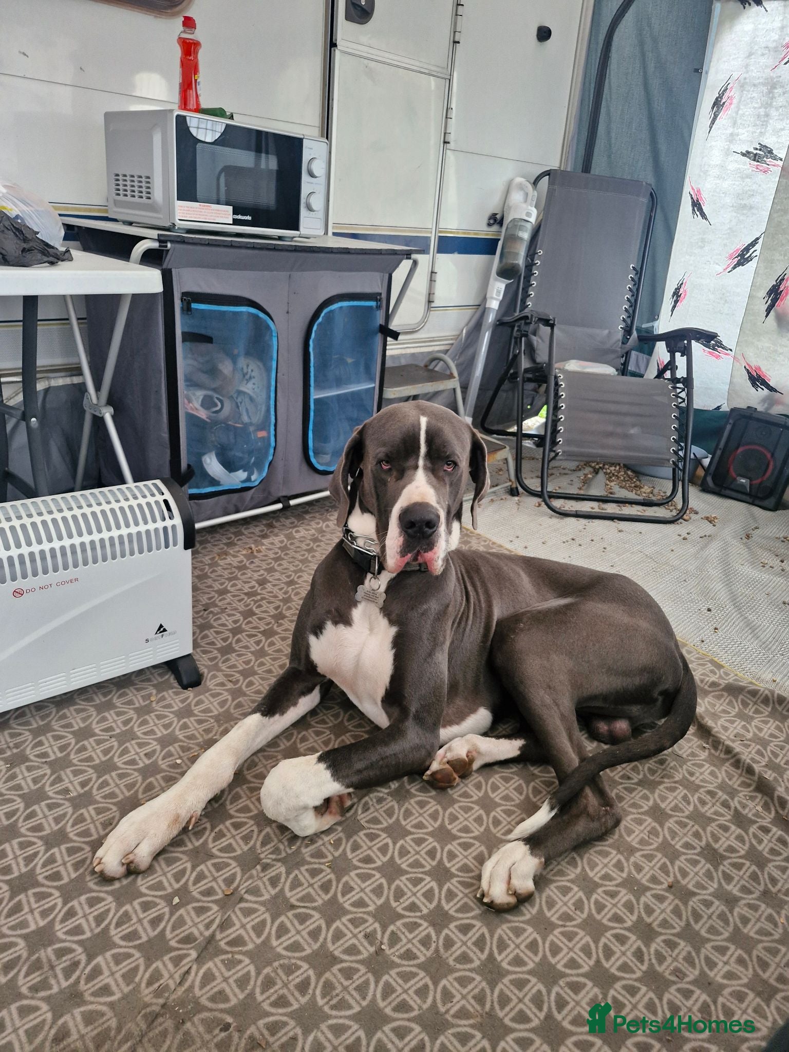 Great Dane dogs Great dane - Advert 16